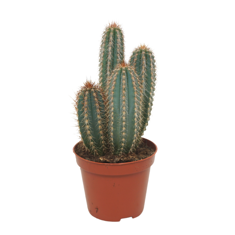 Pilosocereus odilensis 8,5 cm.