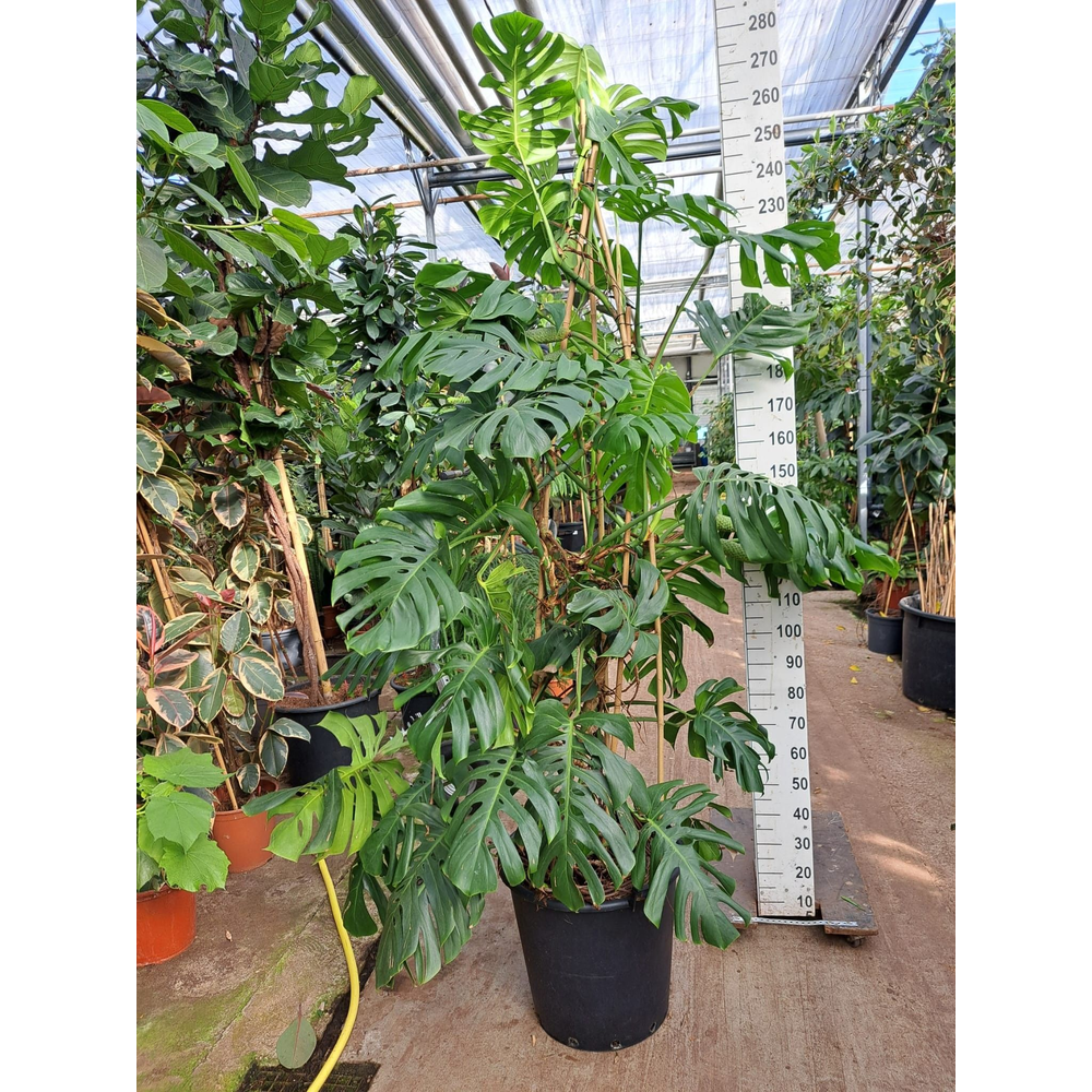 Monstera Deliciosa XXL 250.