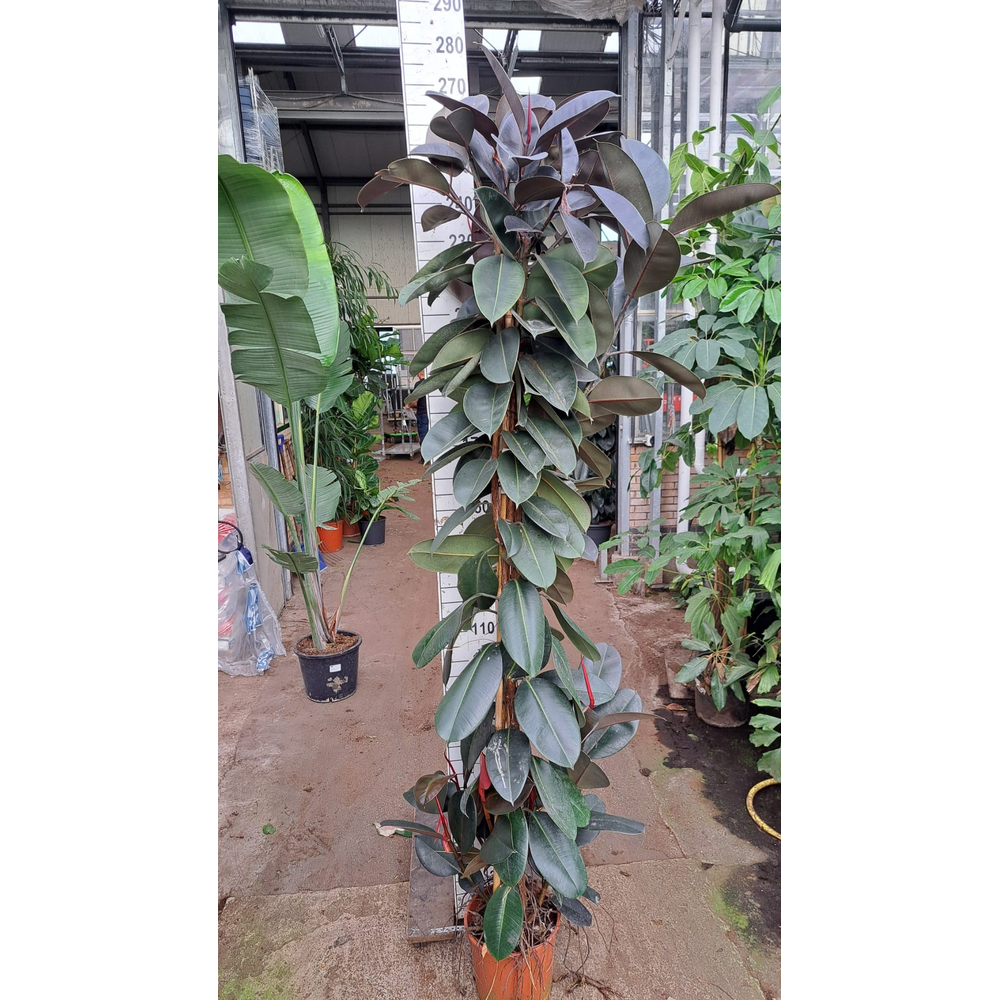 Ficus Elastica Abidjan vertakte toef 250.