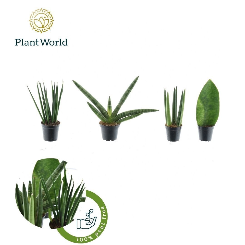 Sansevieria mix Karakum P5,5.