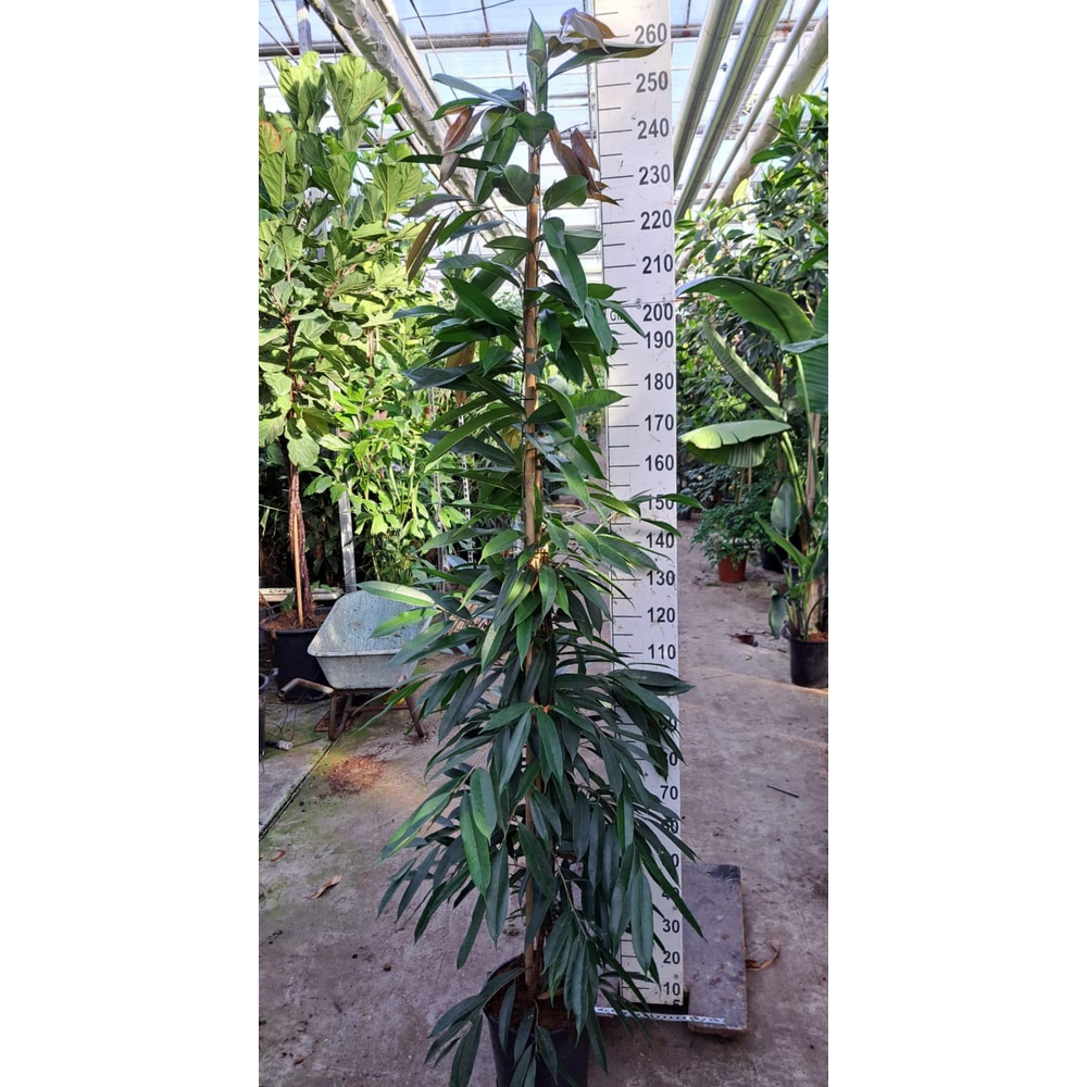 Ficus Amstel King piramide 240.