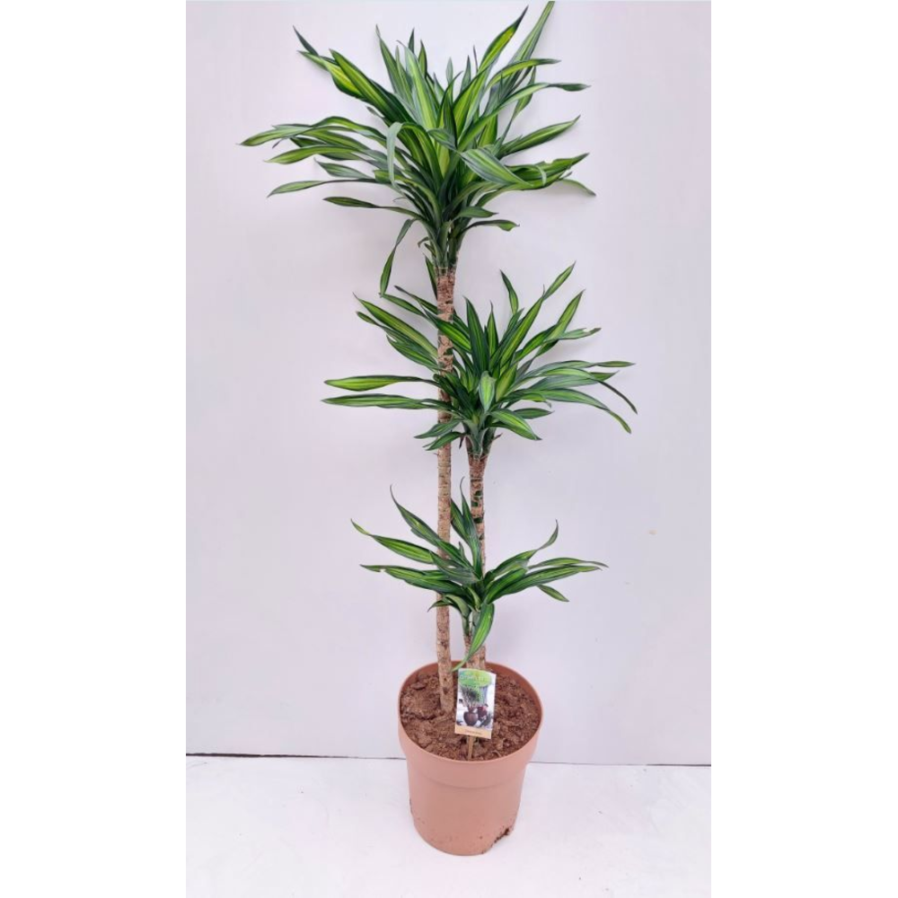 Dracaena Riki 90-60-30.