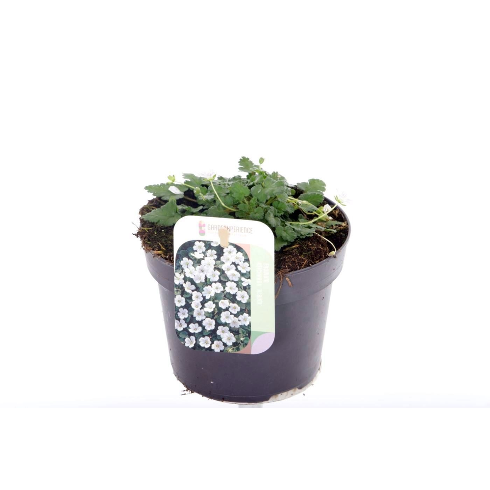 Erodium reichardii Album.