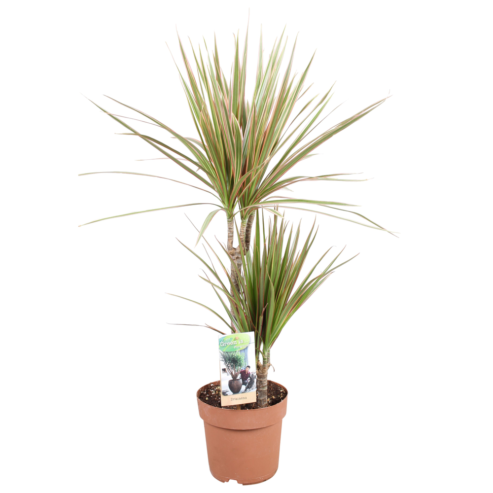 Dracaena Bicolor 30-15.