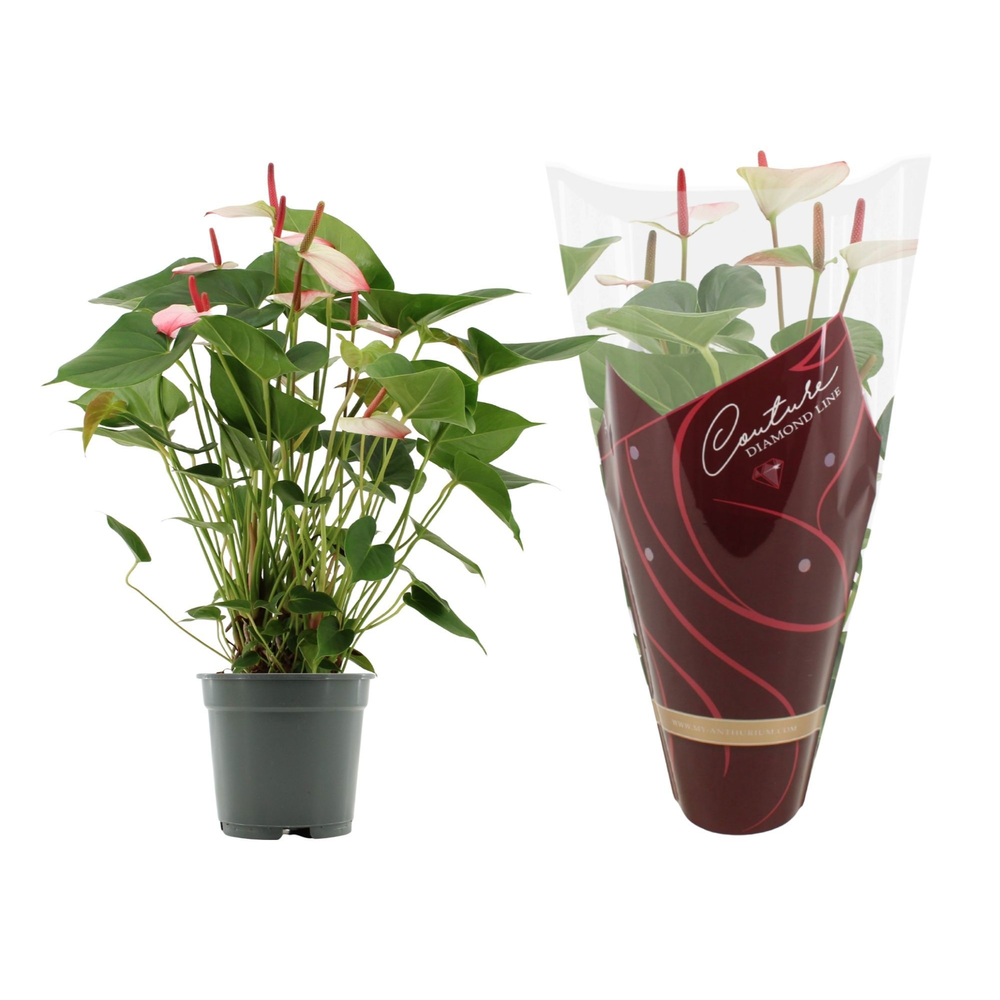 Anthurium Amalia Elegance in Couture Diamond sleev.