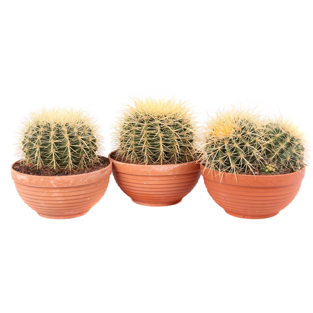 Echinocactus grusonii 20 cm.