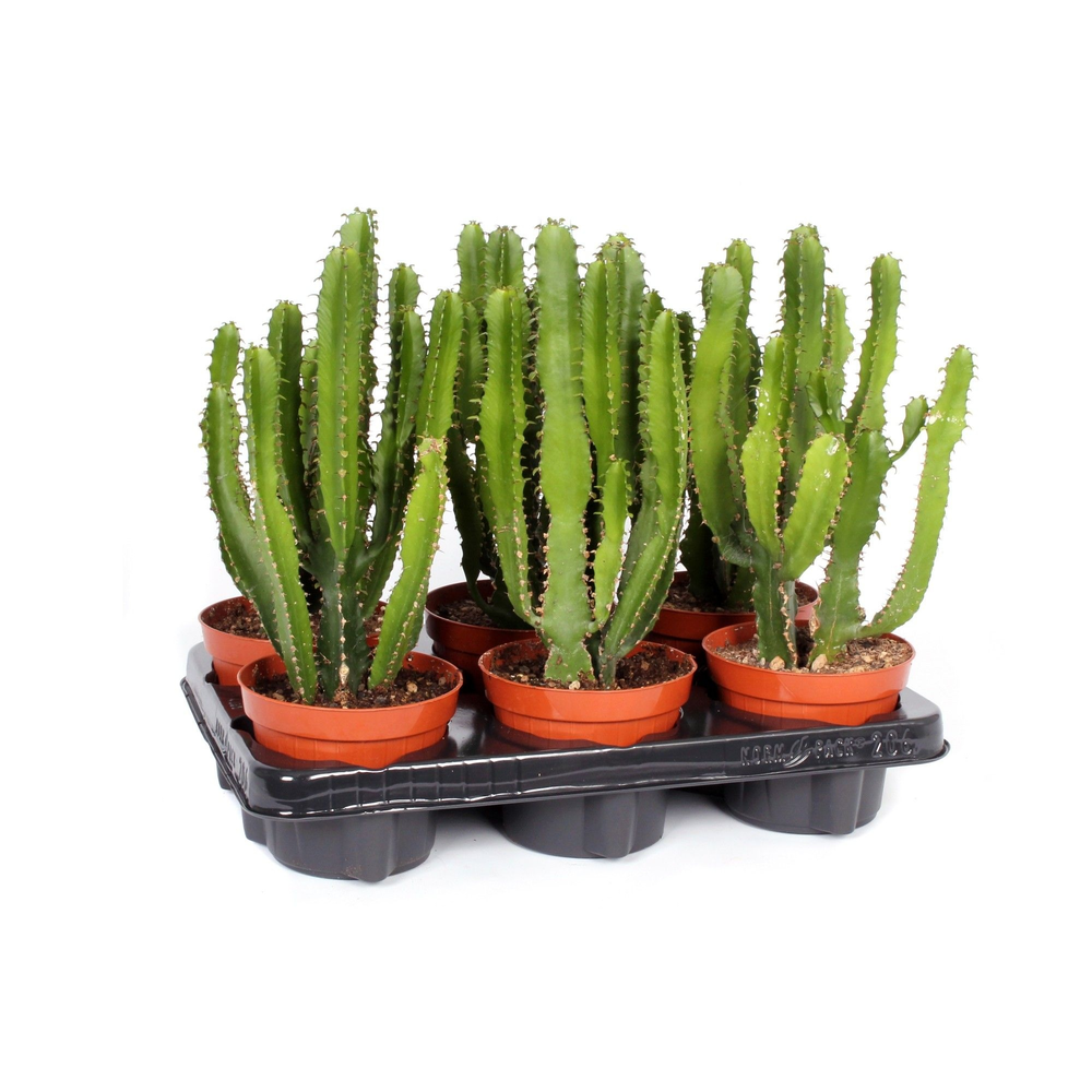 Euphorbia triangularis 12 cm.