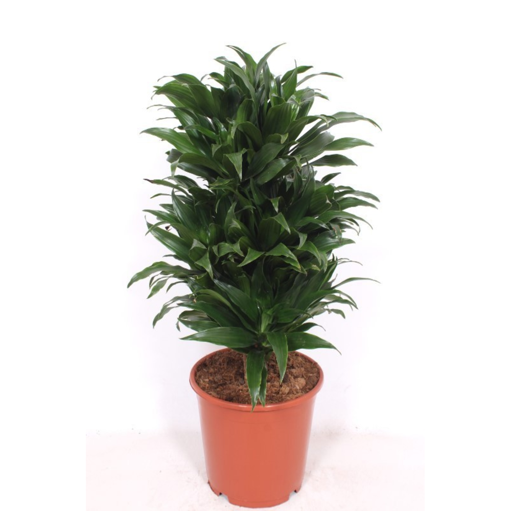 Dracaena Compacta.