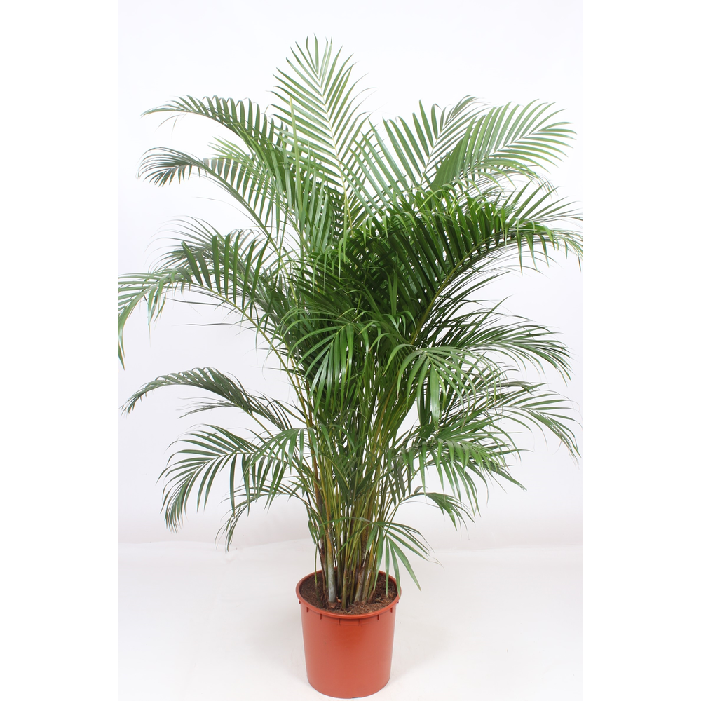 Dypsis lutescens 'Areca'.