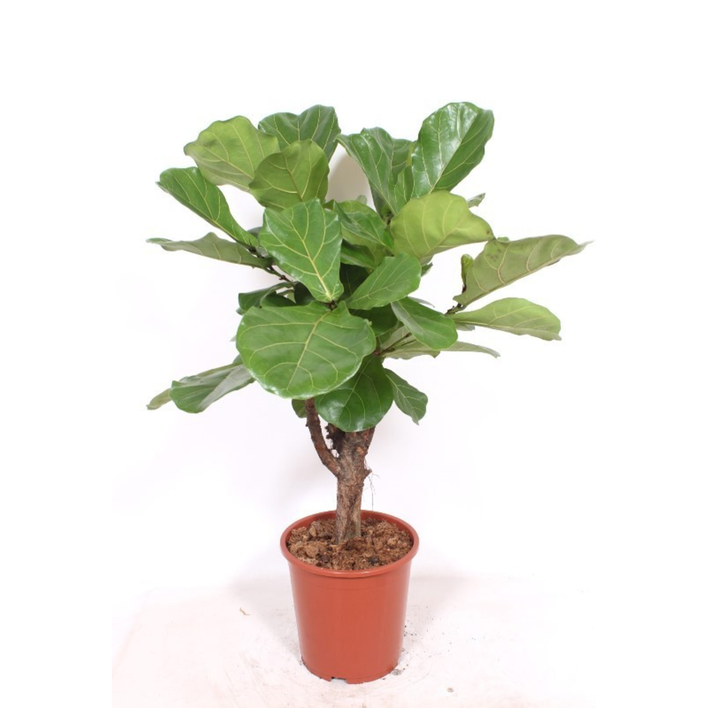 Ficus lyrata.