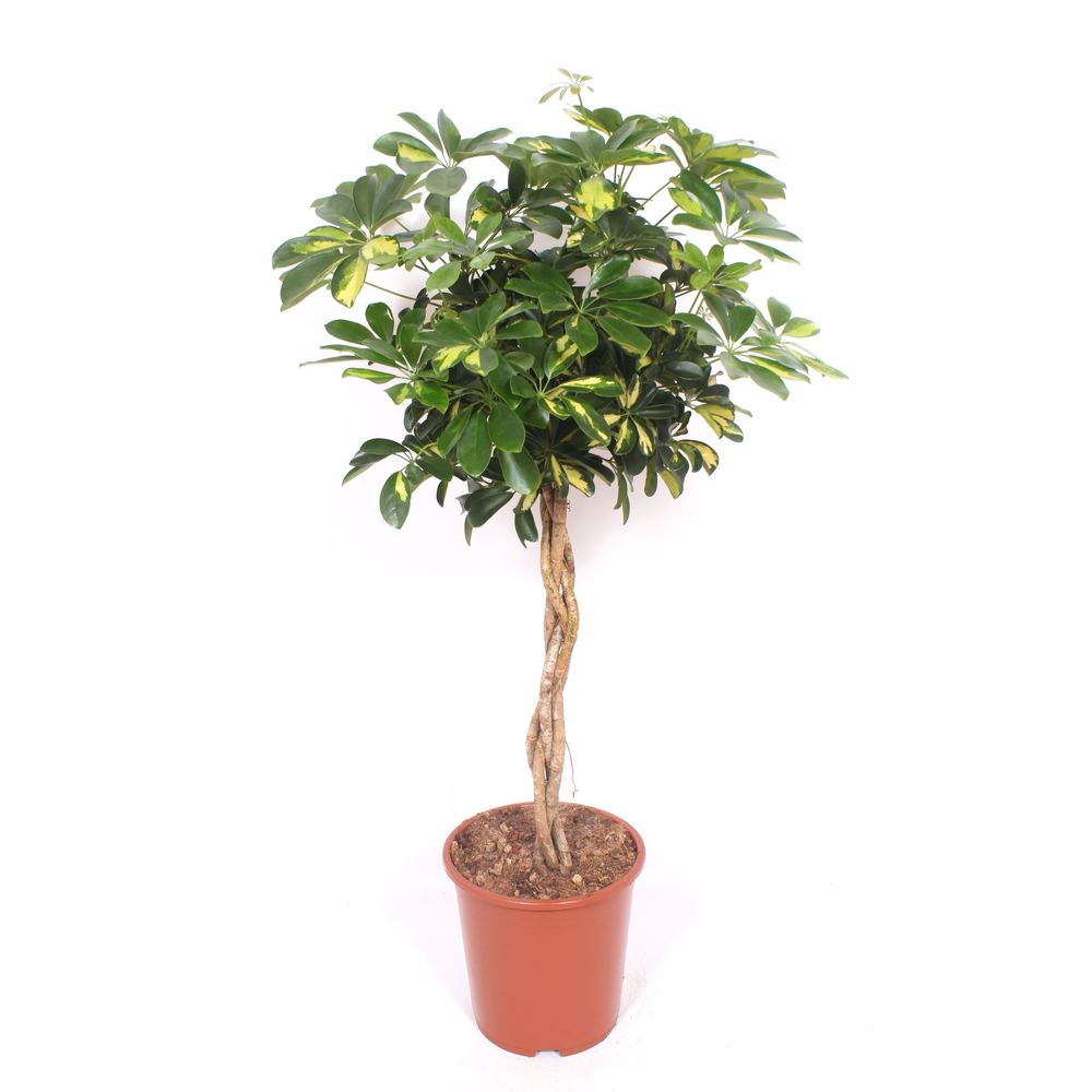 Schefflera Gold Capella.