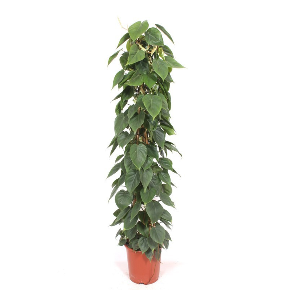 Philodendron scandens.