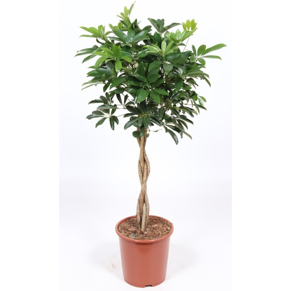 Schefflera arboricola 'Compacta'.