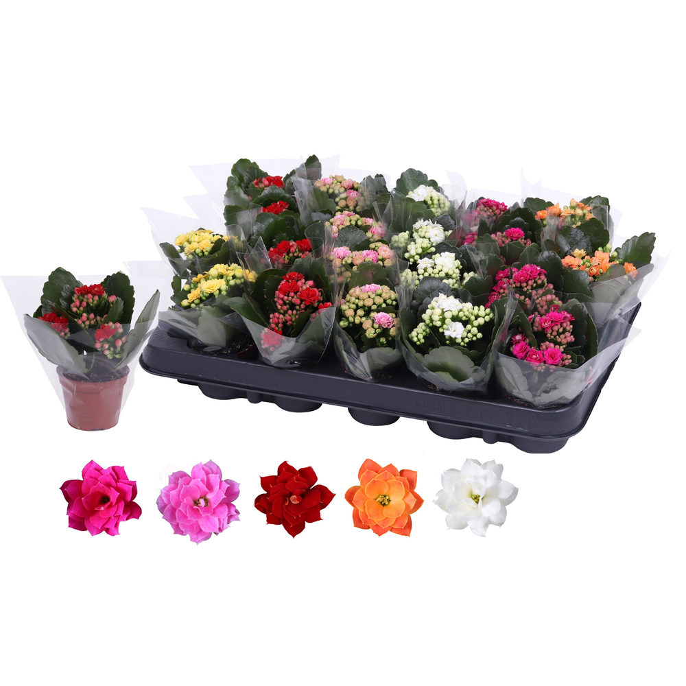 Kalanchoe Rosalina 06cm mix, blanco hoes.