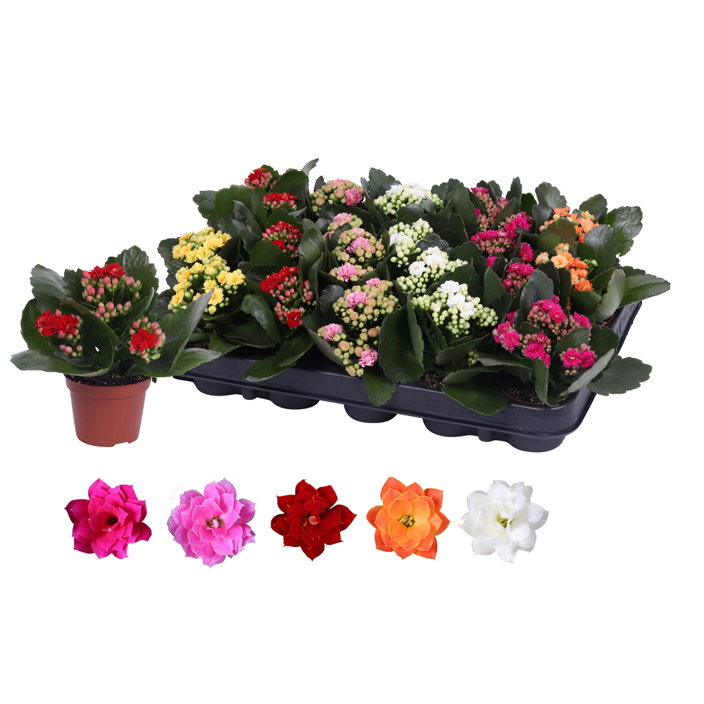 Kalanchoe Rosalina 06cm mix, zonder hoes.