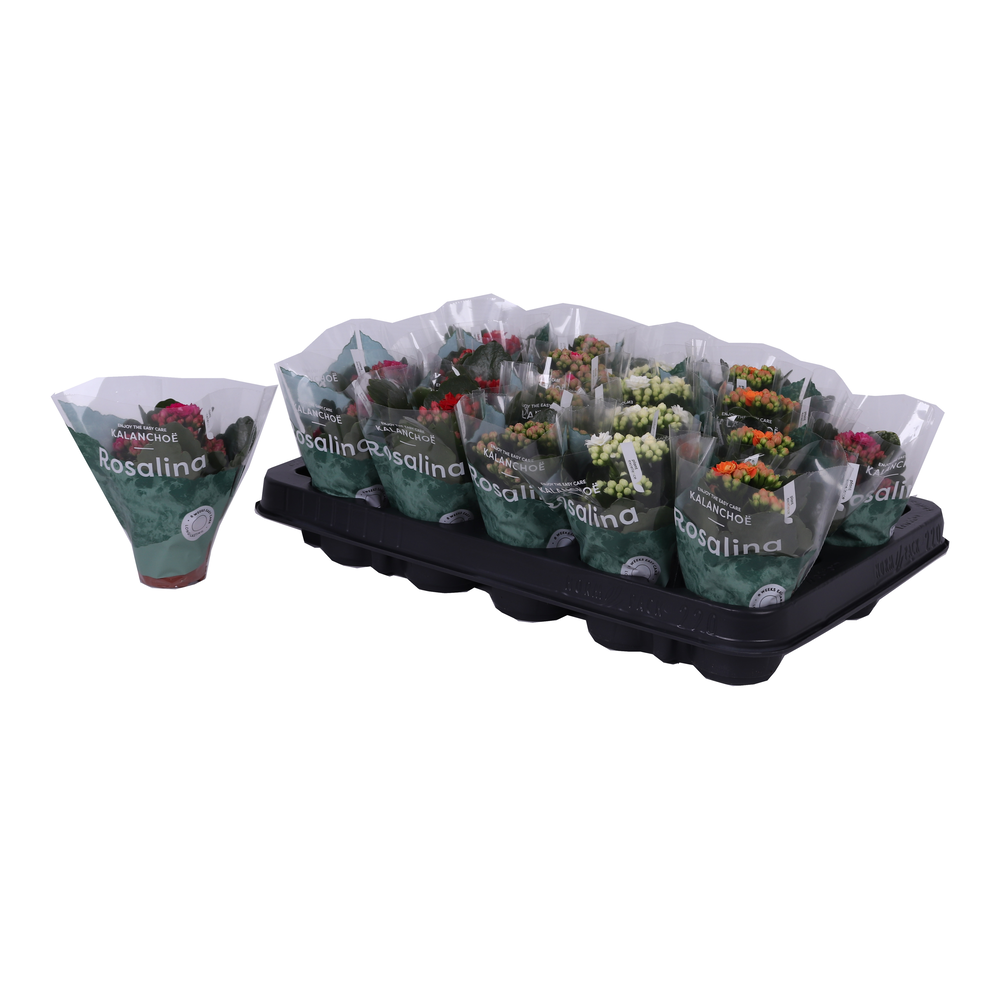 Kalanchoe Rosalina 06cm mix.