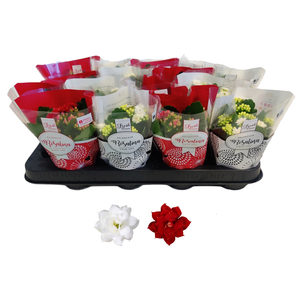 Kalanchoe Rosalina 07cm rood/wit, TST hoes Kerst.