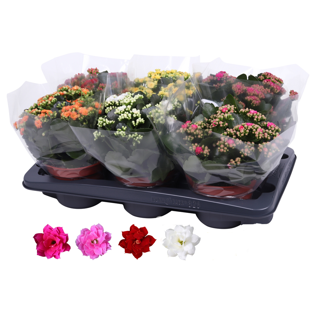 Kalanchoe Rosalina 15cm mix, blanco hoes.