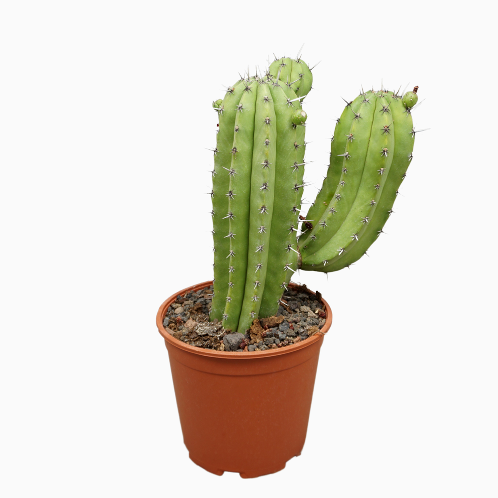 Polaskia chichipe 21 cm enkel.