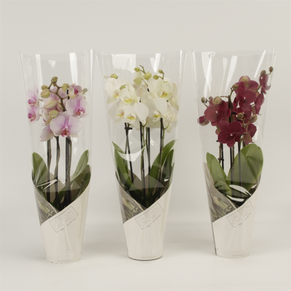 Phalaenopsis gemengd 4 tak gemengd in koker Artemi.