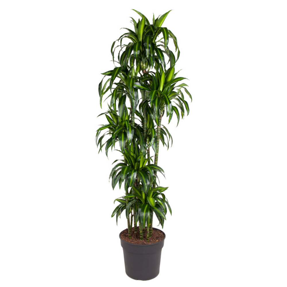 Dracaena Hawaiiana 150-carrousel.