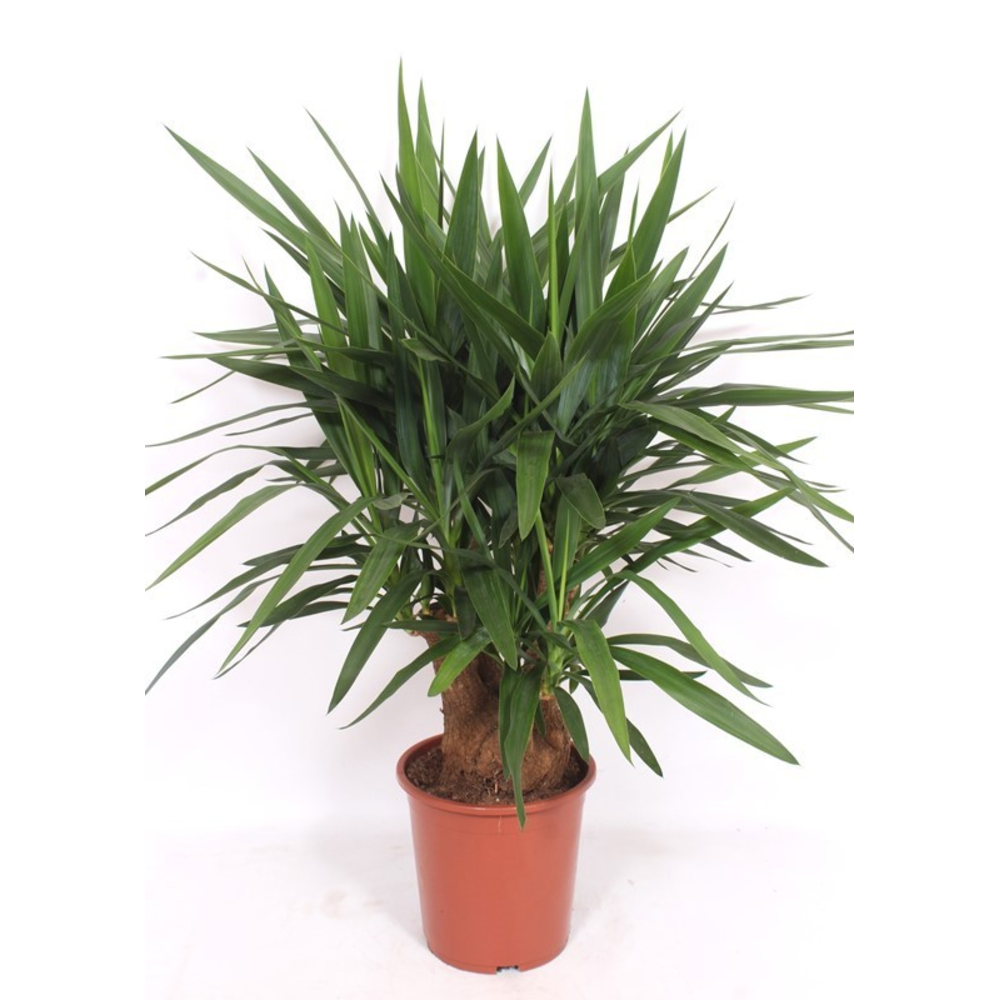 Yucca elephantipes 3+ armen.