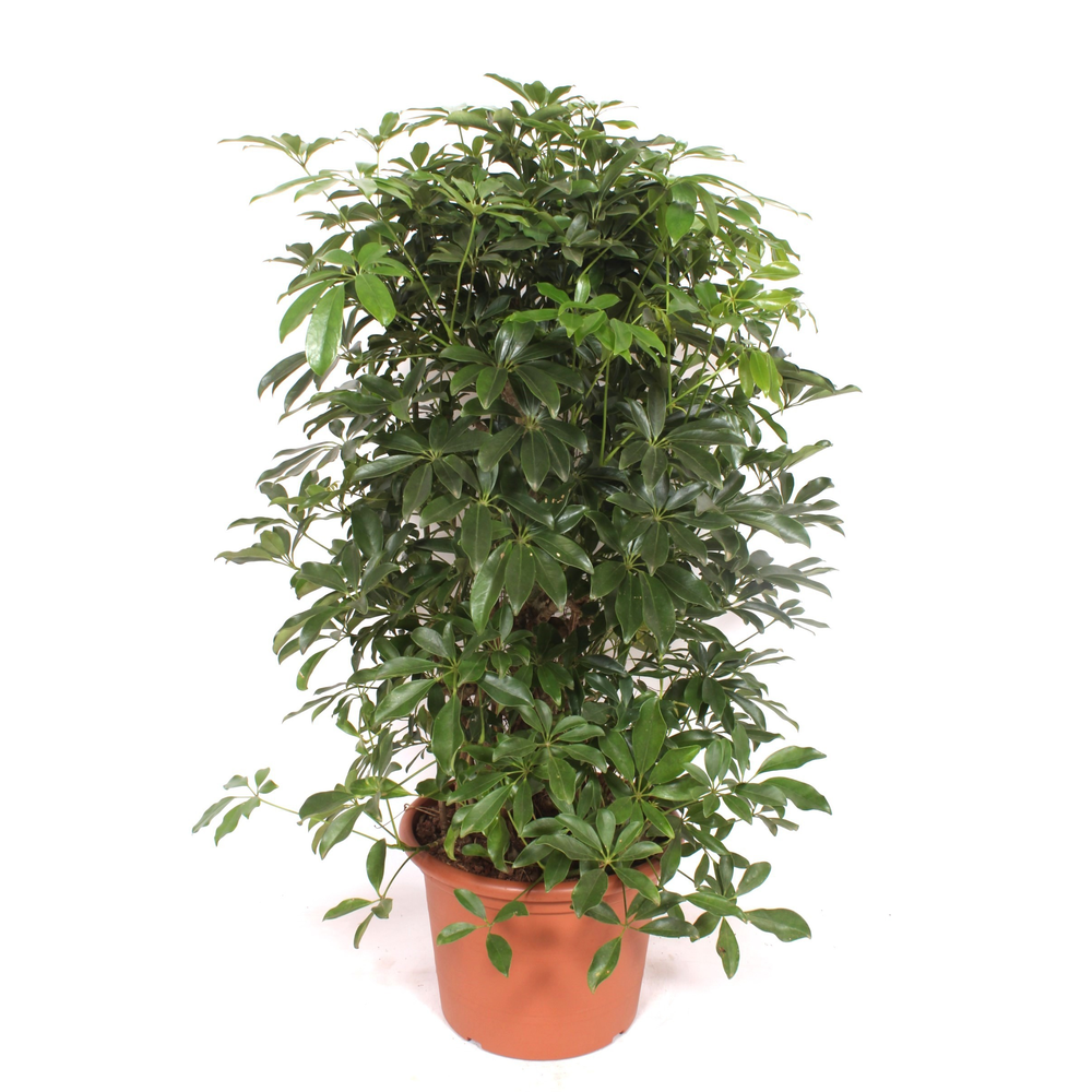 Schefflera arboricola 'Compacta'.