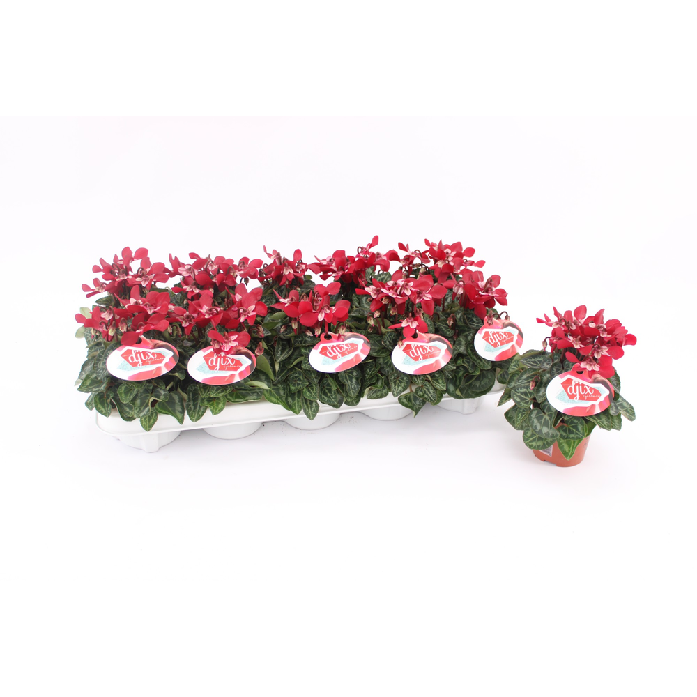 Cyclaam Djix Dark Red 9cm.