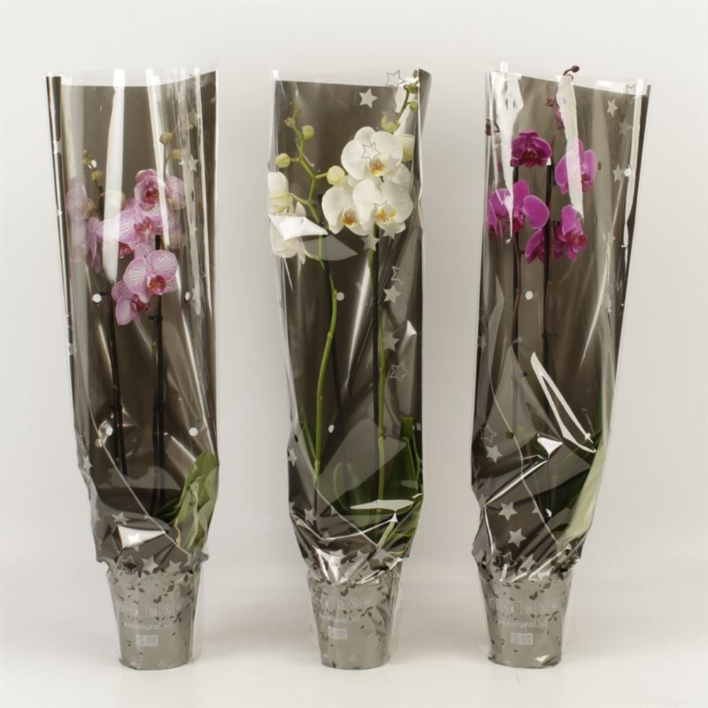 Phalaenopsis gemengd 2 tak gemengd in kerst hoes.