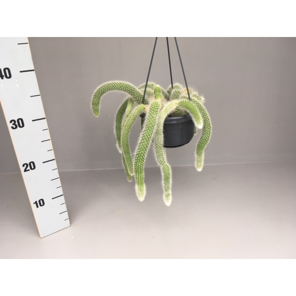 Hildewintera colademonis.