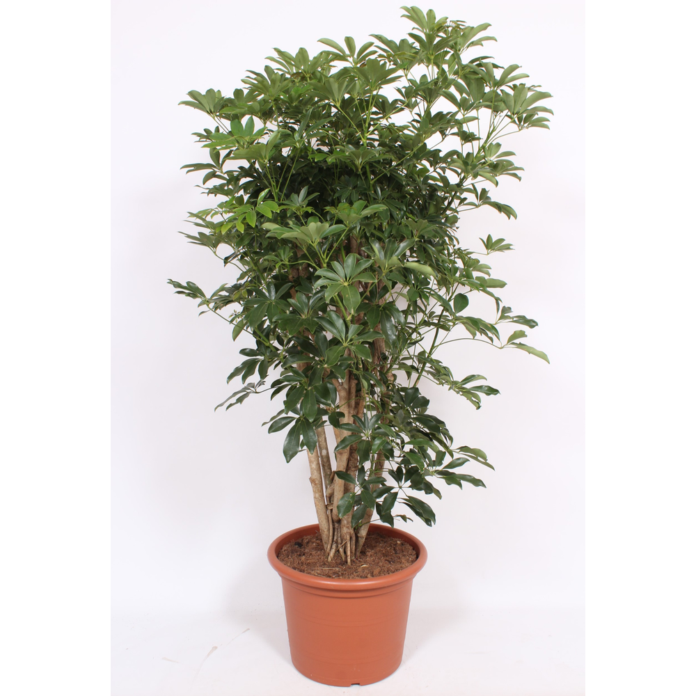 Schefflera arboricola 'Compacta'.