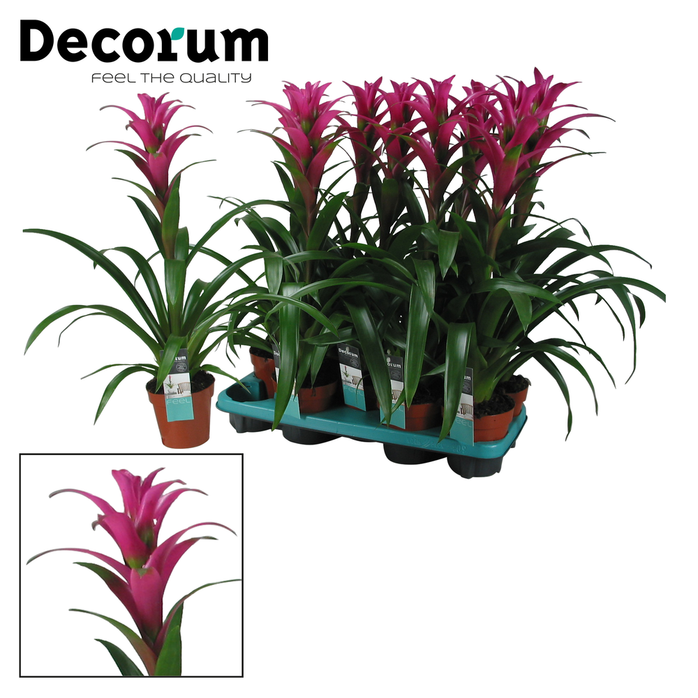 Guzmania Freya (Decorum).