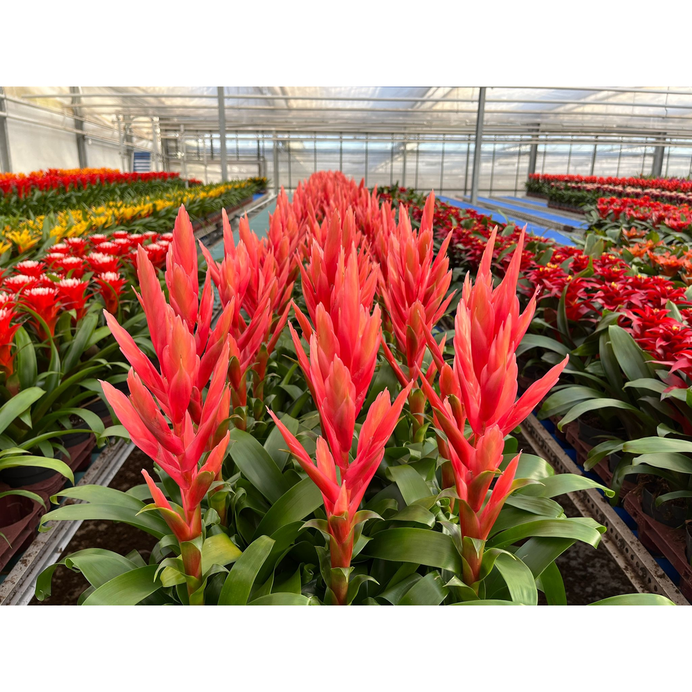 Tillandsia Ziva (Decorum).