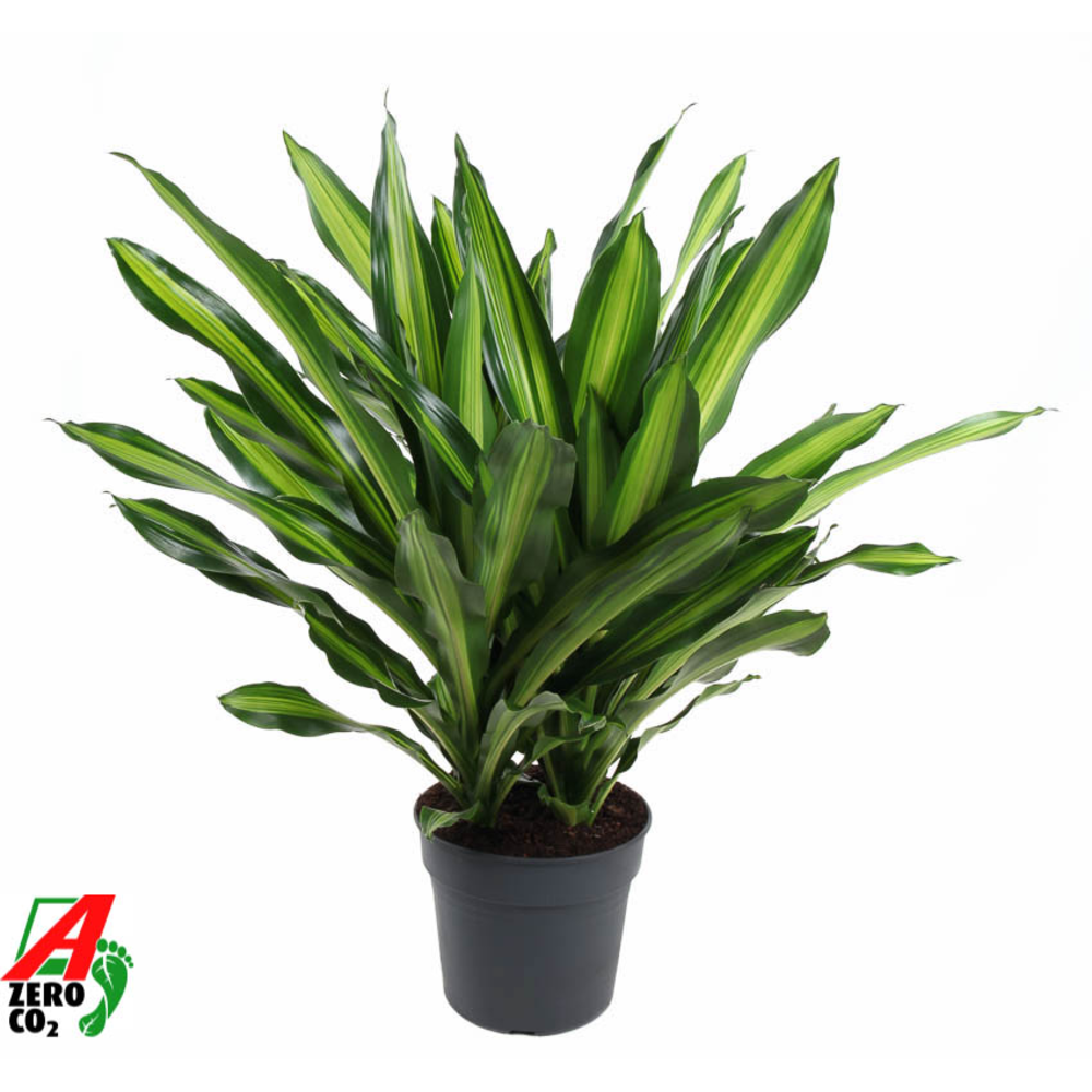Dracaena Burley 3PP P34.