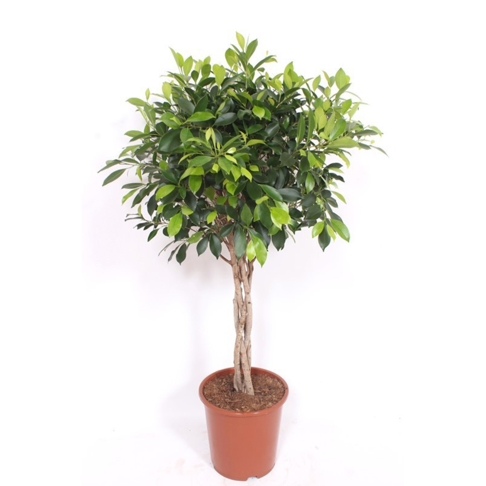 Ficus Nitida.