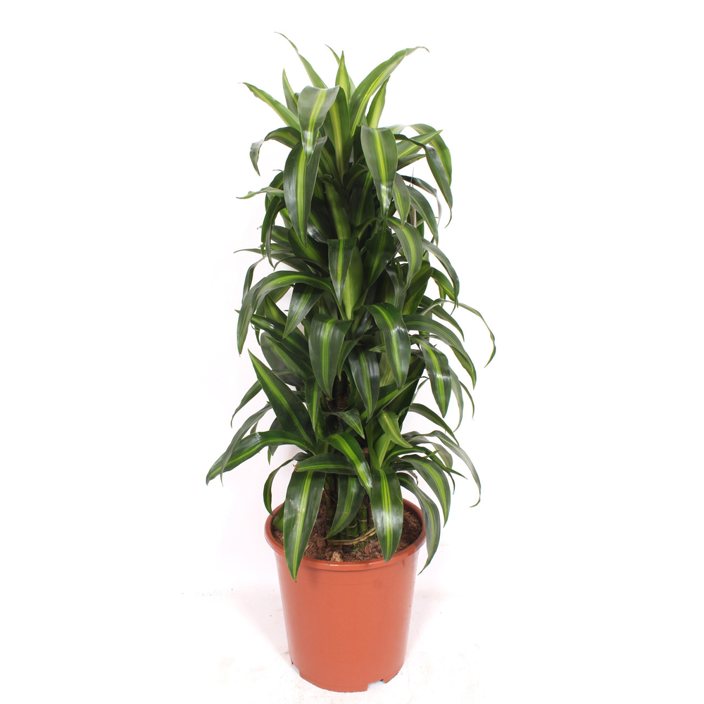 Dracaena Hawaiian Sunshine.