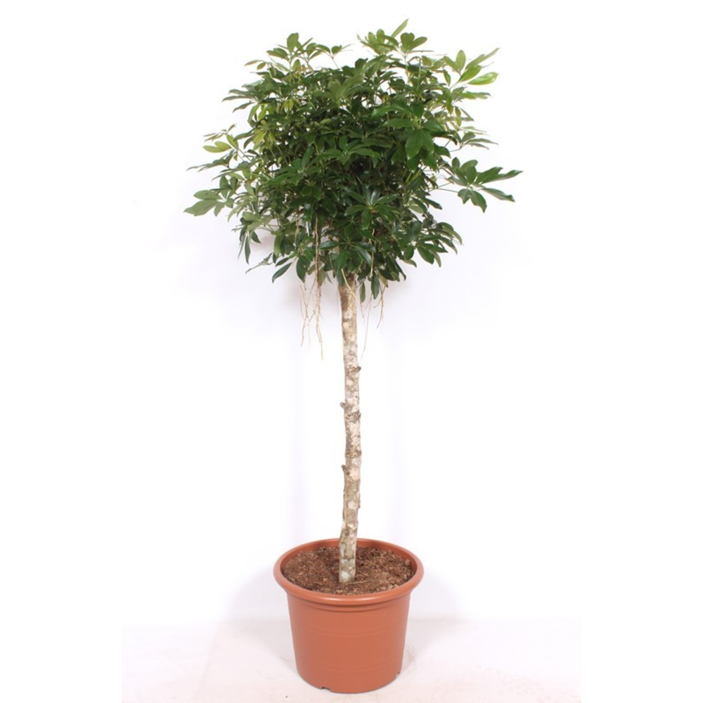 Schefflera arboricola 'Compacta'.