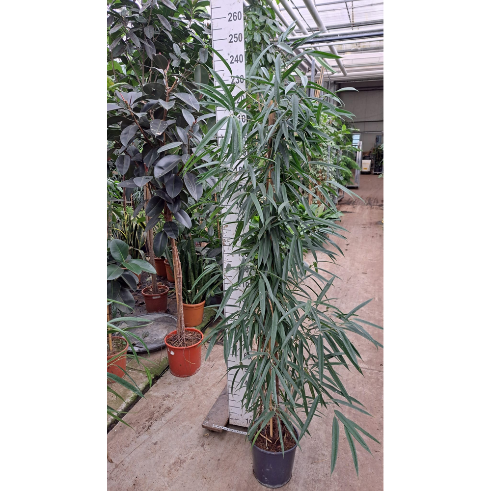 Ficus Alii piramide 210.