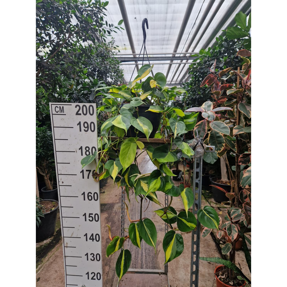 Philodendron Scandens Brasil hangplant.