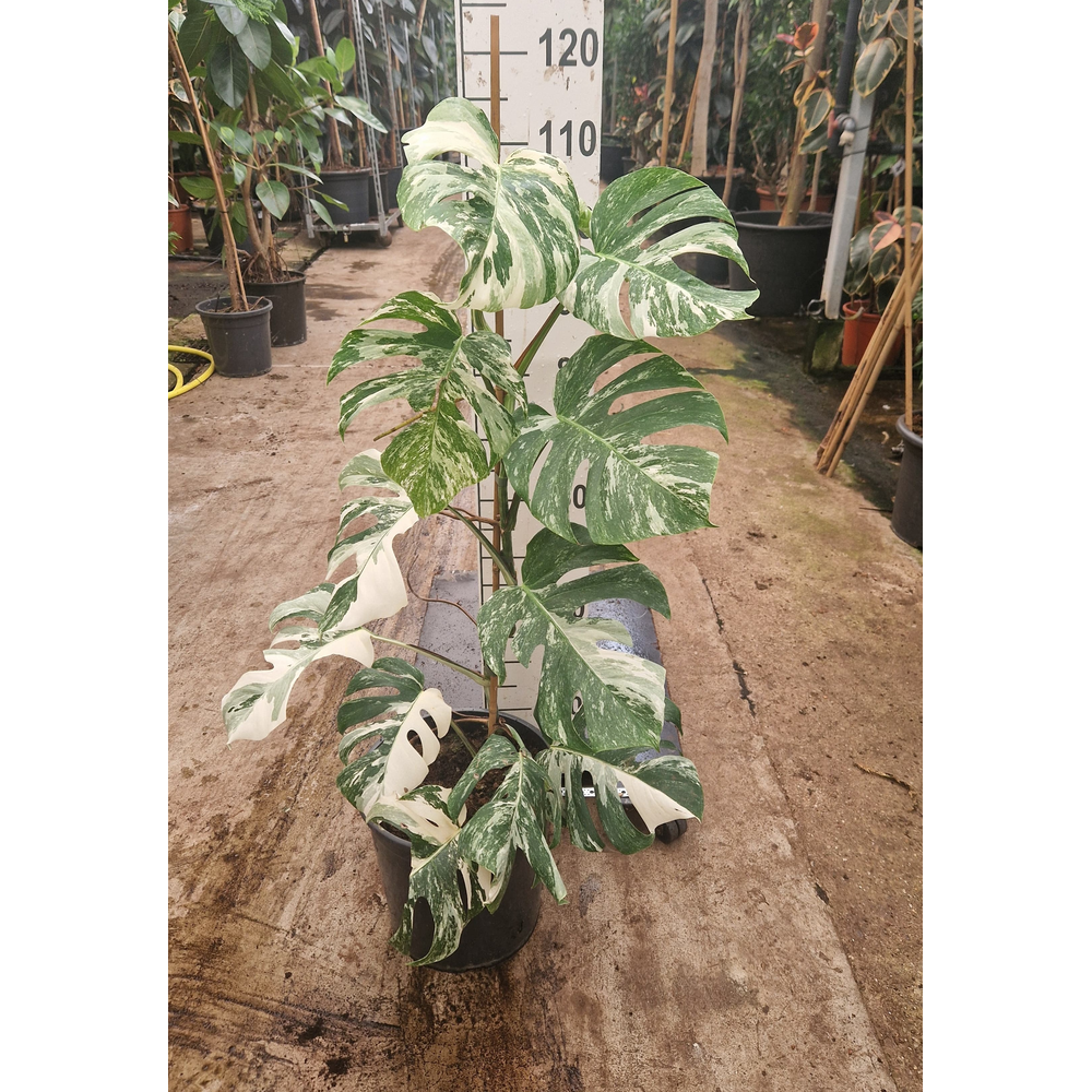 Monstera deliciosa 'Variegata'.