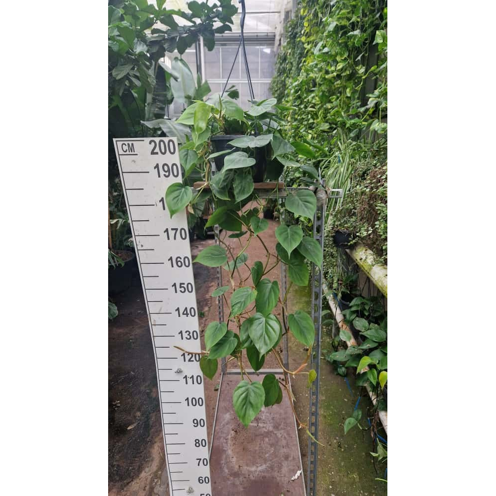 Philodendron Scandens hangplant 100.