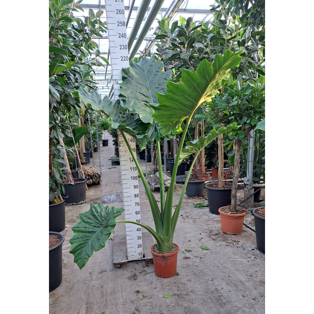 Alocasia Portodora toef XL 220.