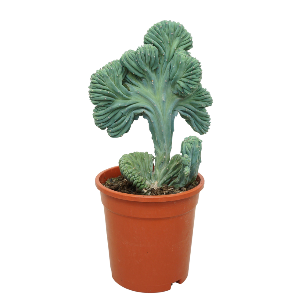 Myrtillocactus geometrizans cristata 17 cm.