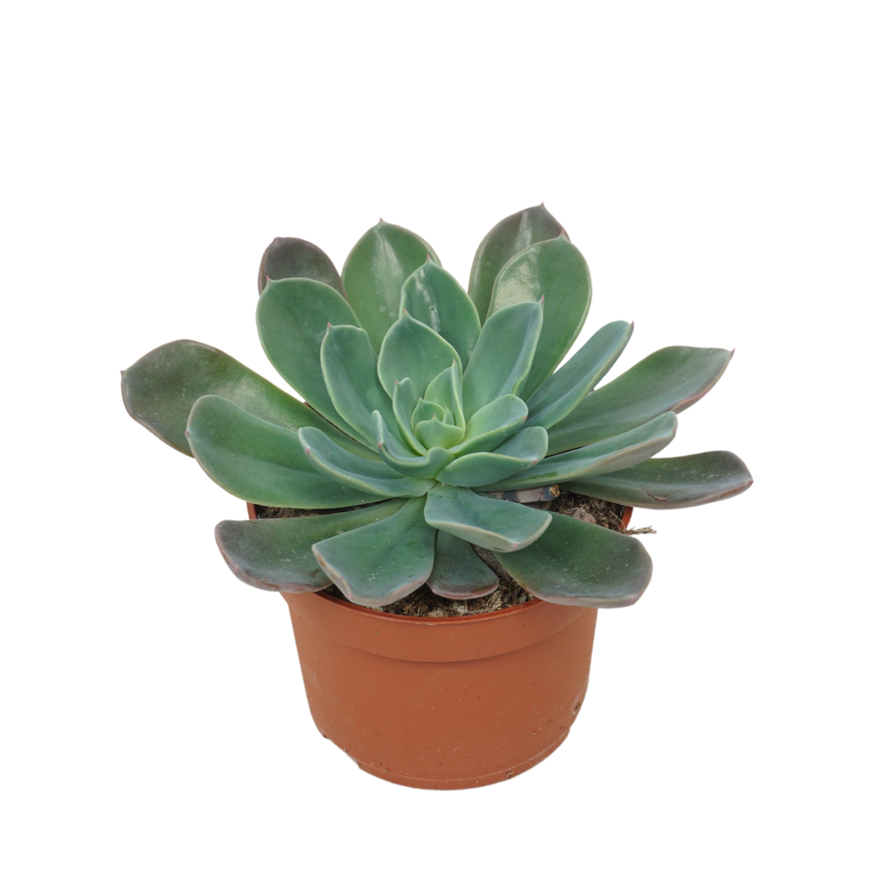 Echeveria blue prince 10,5 cm zonder bloem.