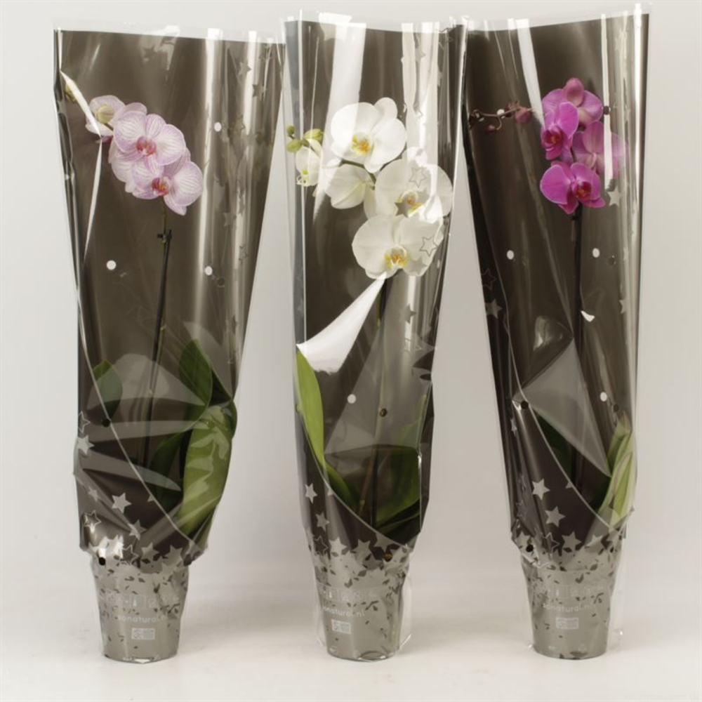Phalaenopsis gemengd 1 tak gemengd in kersthoes.