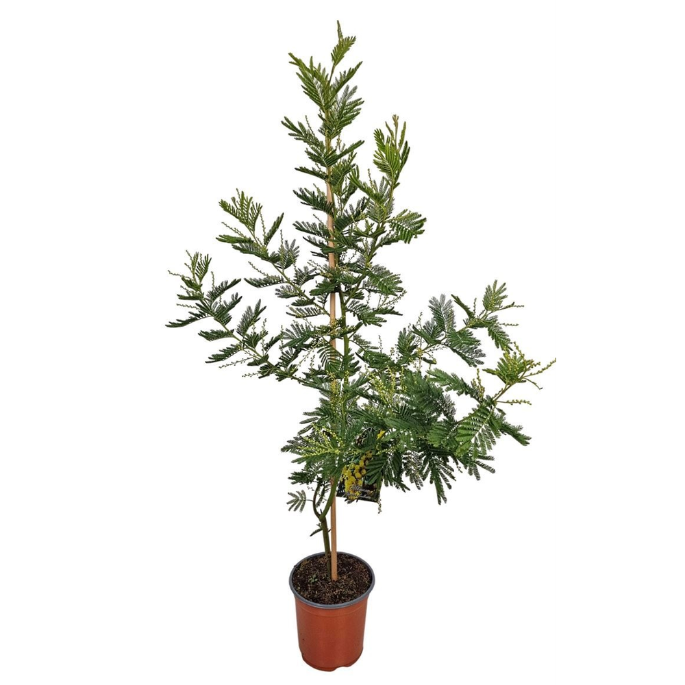 Acacia Mimosa Daelbata On Stick.