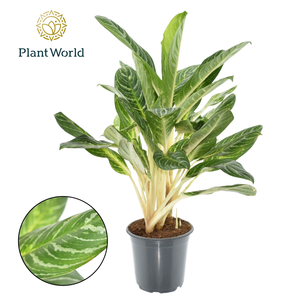 Aglaonema Keylime.
