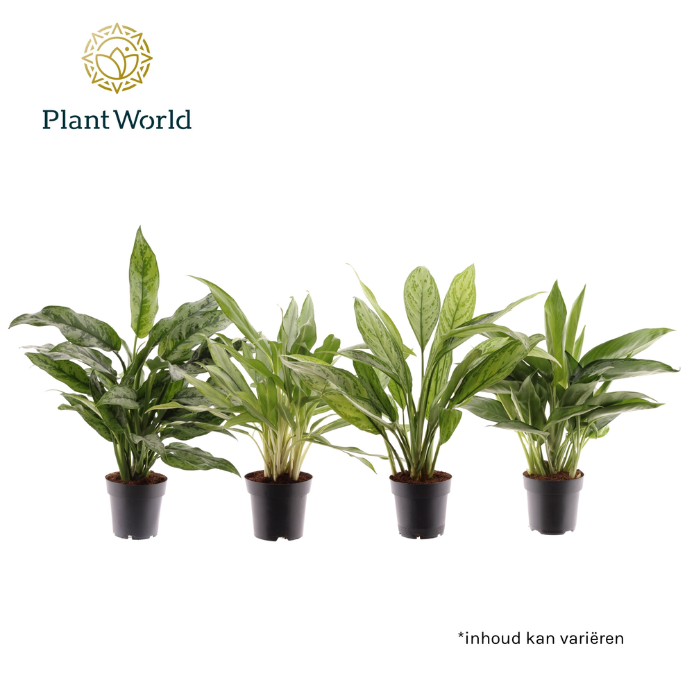 Aglaonema gemengd (Decorum).