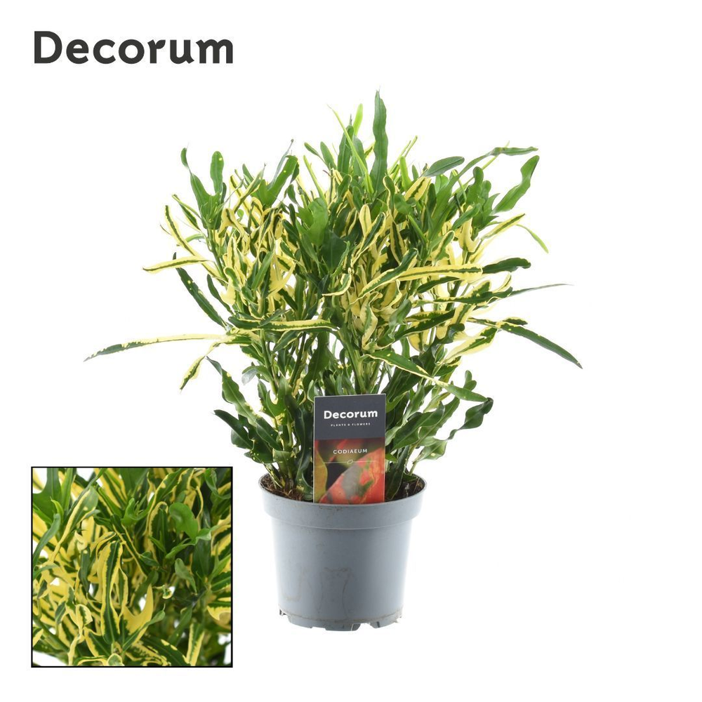 Croton Pigtail 3pp kopstek (Decorum).