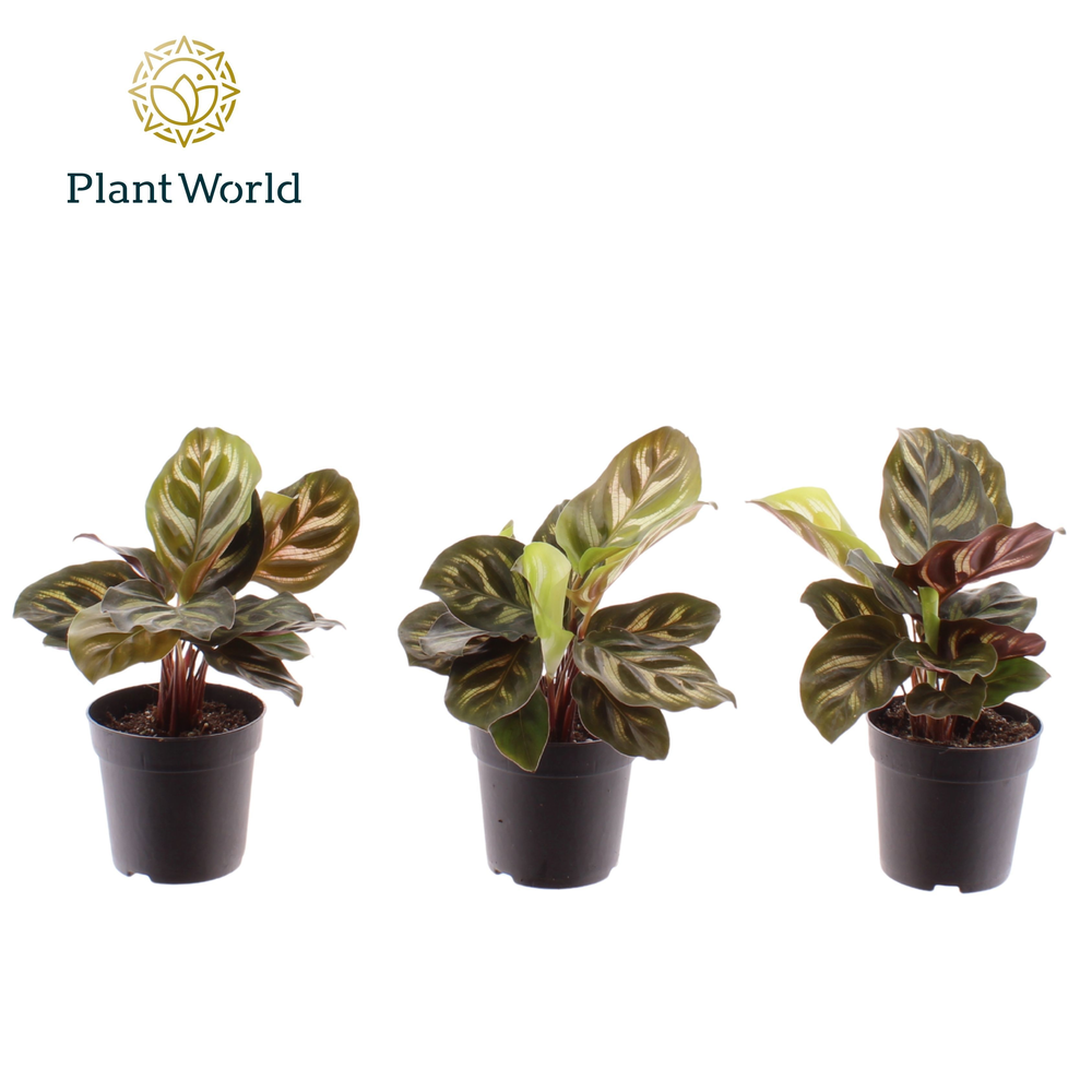 Calathea Makoyana 7 cm.